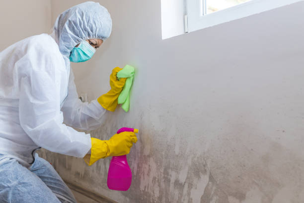 Forensic Mold Investigation in Elida, OH