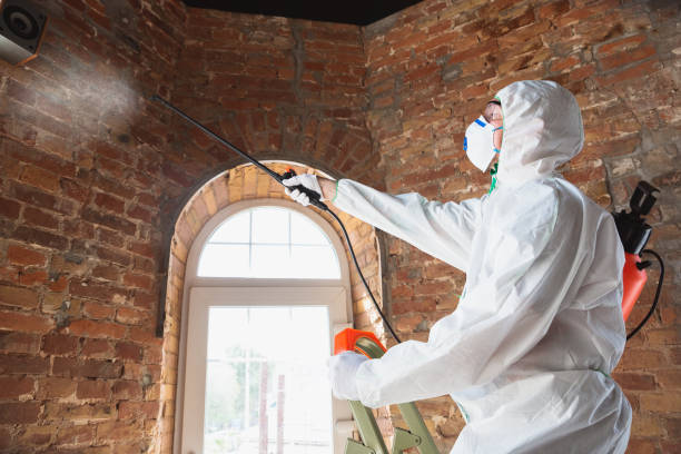 Why You Should Choose Our Mold Remediation Services in Elida, OH