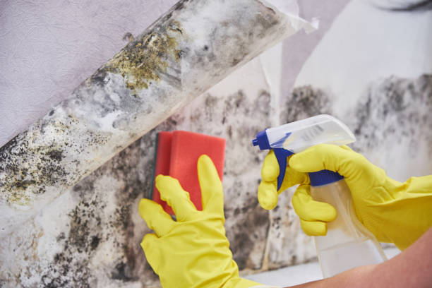 Best Asbestos and Lead Testing During Mold Inspection  in Elida, OH